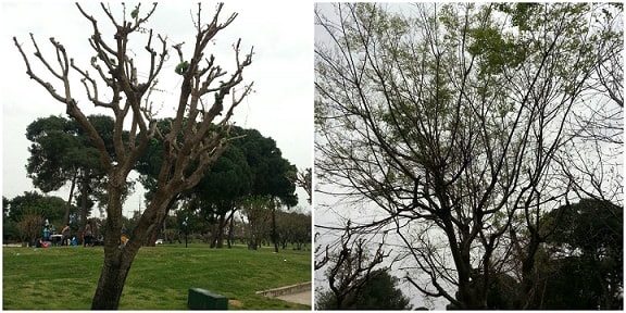 Mulberry tree